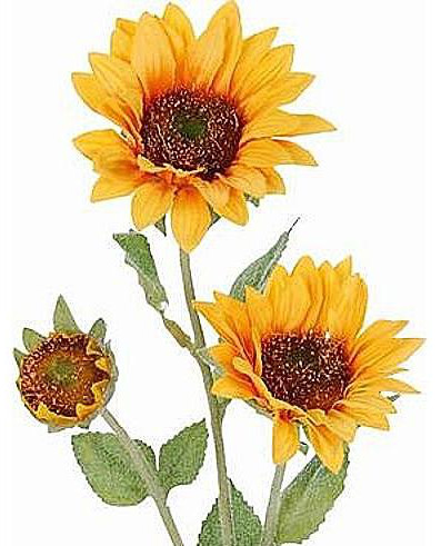 sonnenblume1.jpg